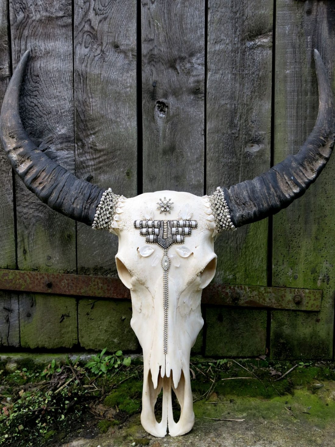 Decorative Thai buffalo skull with natural curved black horns and ornate silver beadwork displayed against a rustic wooden backdrop.