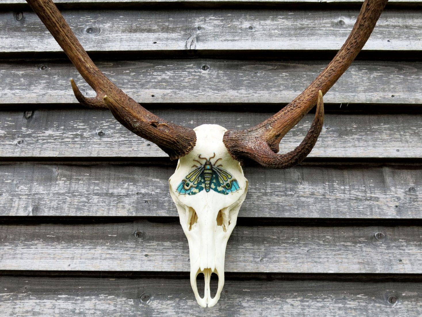 Handcrafted deer skull wall hanging featuring intricate bead embroidery in the shape of a blue luna moth.