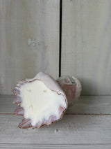 Shell Candle L